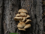 Hypsizygus marmoreus image
