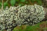 Hypogymnia physodes image