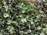 Cetrelia olivetorum image