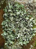 Cetrelia olivetorum image