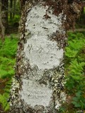 Pertusaria trachythallina image