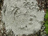 Pertusaria trachythallina image