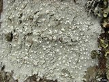 Pertusaria trachythallina image