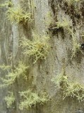 Usnea cornuta image