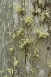 Usnea cornuta image