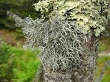 Pseudevernia consocians image