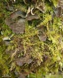 Sticta sylvatica image