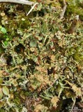 Cladonia gracilis subsp. turbinata image