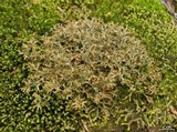 Cetraria laevigata image
