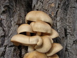 Hypsizygus marmoreus image