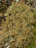 Cetraria laevigata image