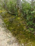 Cetraria laevigata image