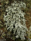 Hypotrachyna croceopustulata image