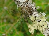 Bryoria bicolor image