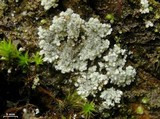 Lepraria lanata image