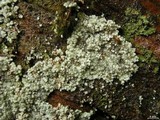 Lepraria lanata image