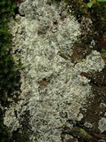 Lepraria lanata image