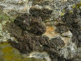 Melanelia hepatizon image