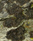 Melanelia hepatizon image