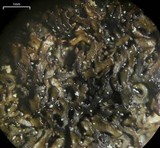 Melanelia hepatizon image