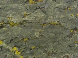 Rhizocarpon geographicum image