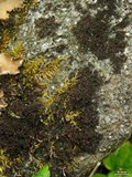 Leptogium lichenoides image