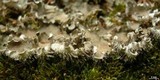 Peltigera praetextata image