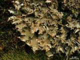 Peltigera phyllidiosa image