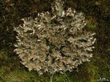 Peltigera phyllidiosa image