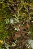 Sticta sylvatica image