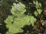 Baeomyces rufus image