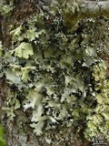 Parmotrema arnoldii image