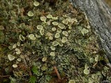 Cladonia coccifera image