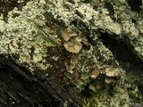 Peltigera didactyla image