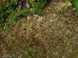 Peltigera extenuata image