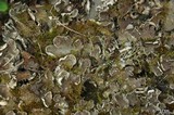 Peltigera extenuata image