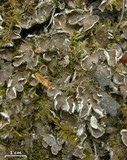 Peltigera extenuata image