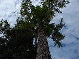 Hypsizygus marmoreus image