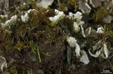 Peltigera extenuata image