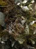 Peltigera extenuata image