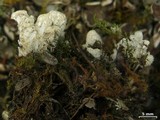 Peltigera extenuata image