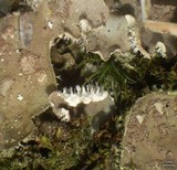 Peltigera extenuata image