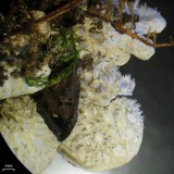 Peltigera extenuata image