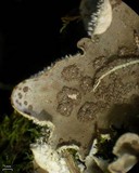 Peltigera extenuata image