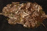 Peltigera extenuata image