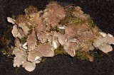 Peltigera extenuata image