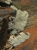 Stereocaulon dactylophyllum image