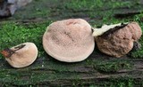 Hapalopilus rutilans image