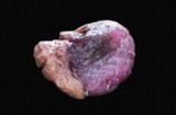 Hapalopilus rutilans image
