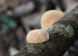 Hapalopilus rutilans image